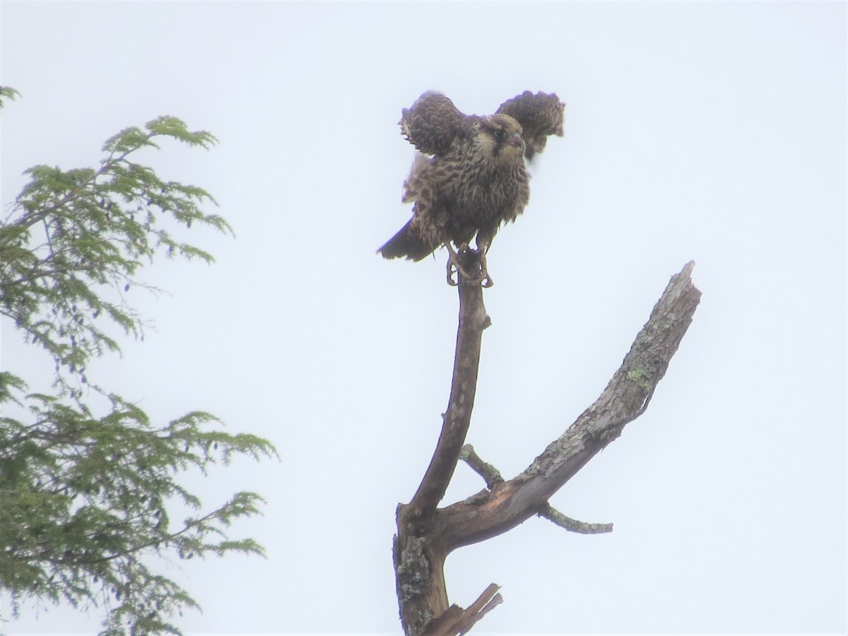 Peregrine Falcon - ML494286631