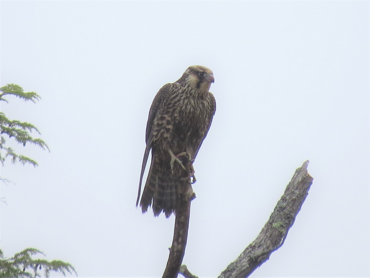 Peregrine Falcon - ML494286721