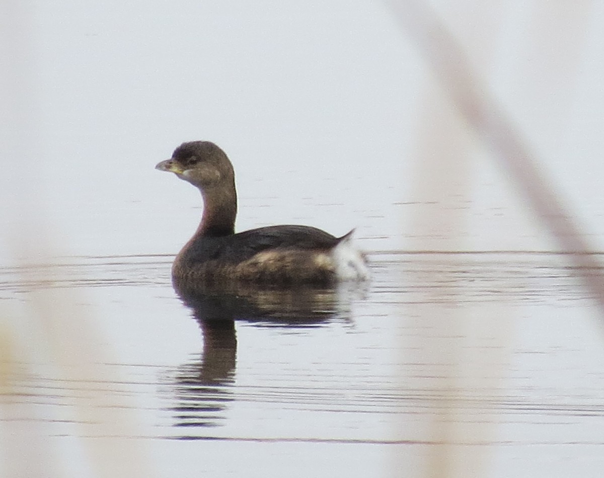 Pied-billed Grebe - ML494286741