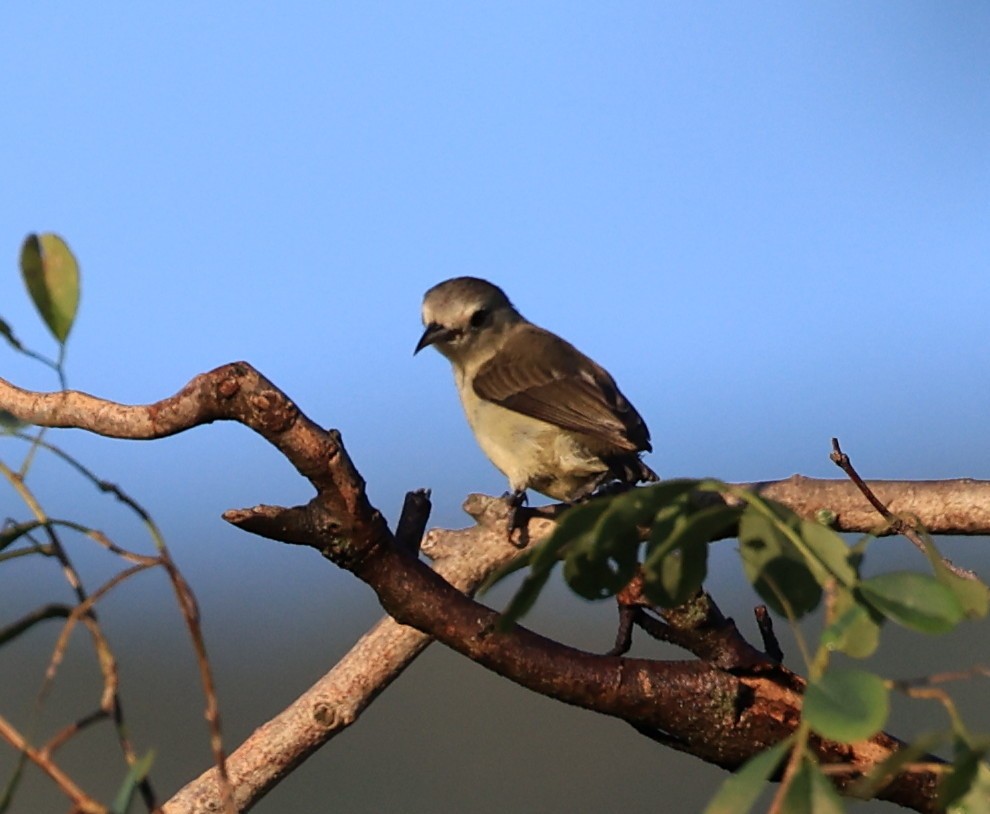 Nilgiri Flowerpecker - ML494286921