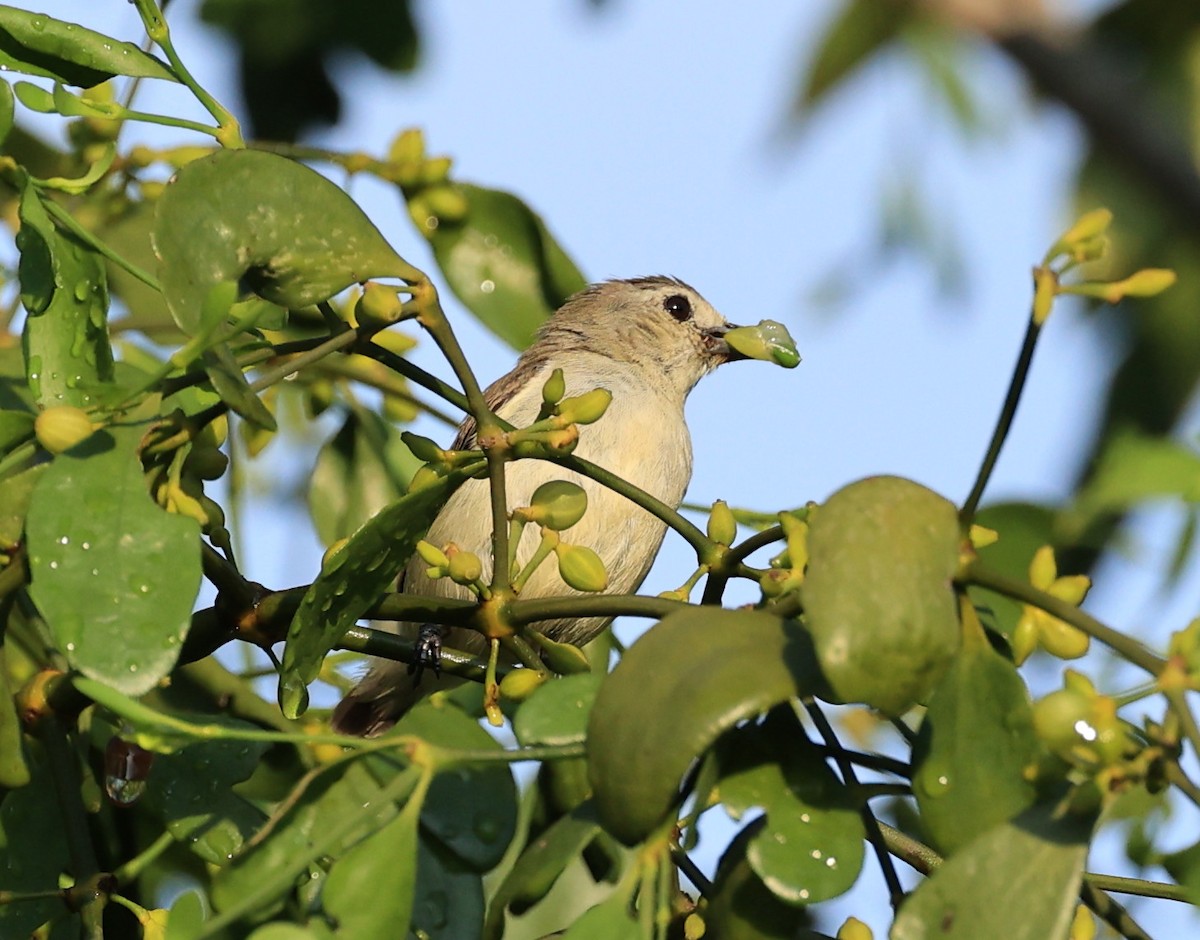 Nilgiri Flowerpecker - ML494286931