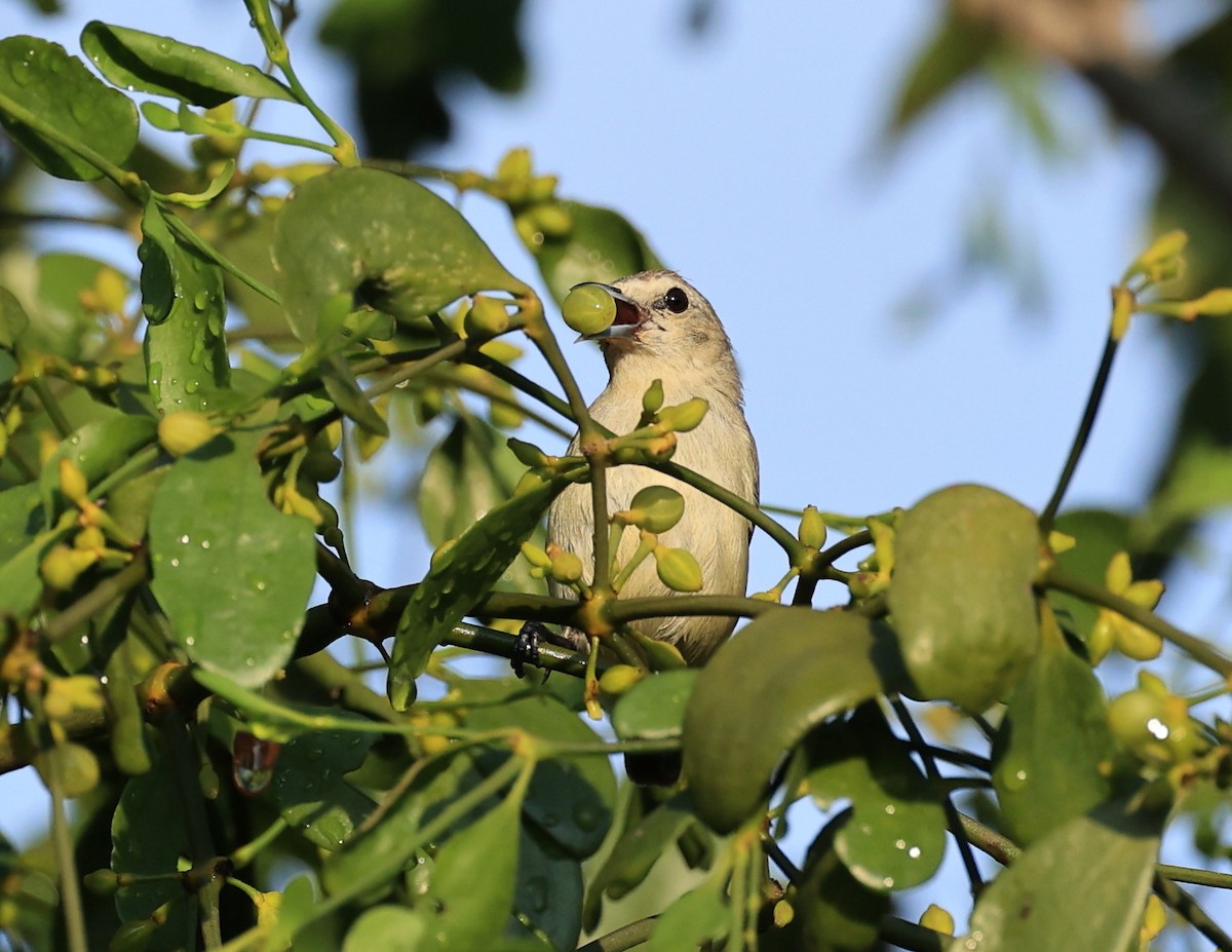 Nilgiri Flowerpecker - Vijaya Lakshmi