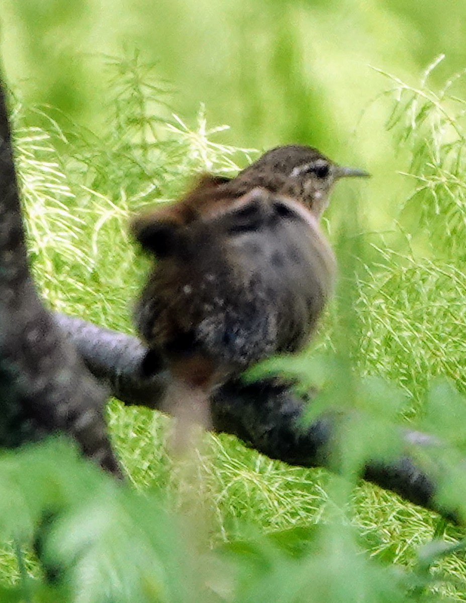 Eurasian Wren - ML494287561