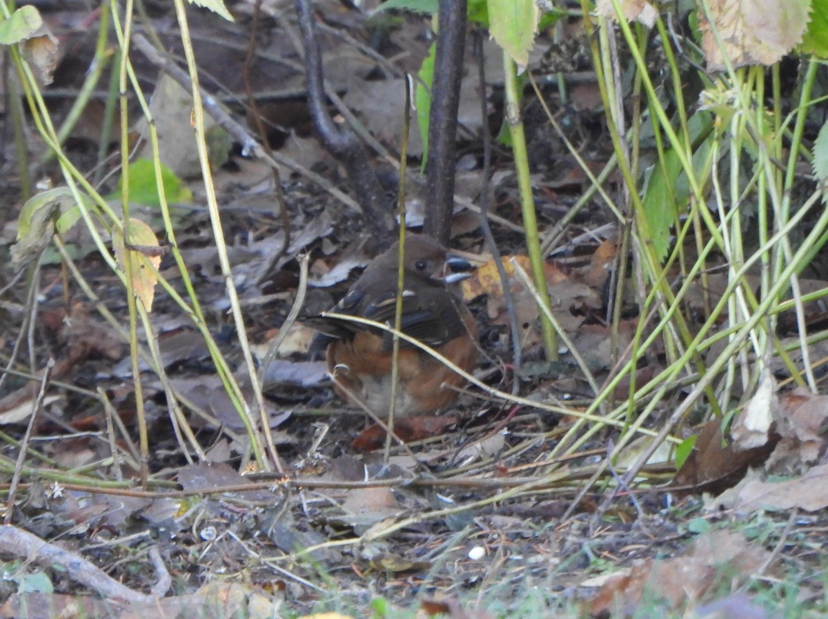 Eastern Towhee - Nancy Lavoie