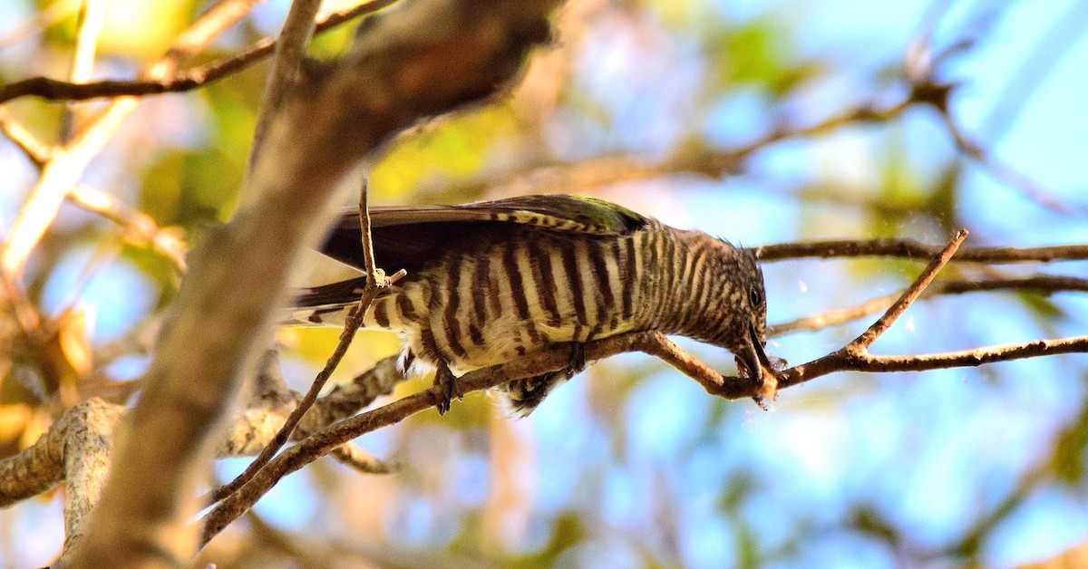 Shining Bronze-Cuckoo - ML49428791