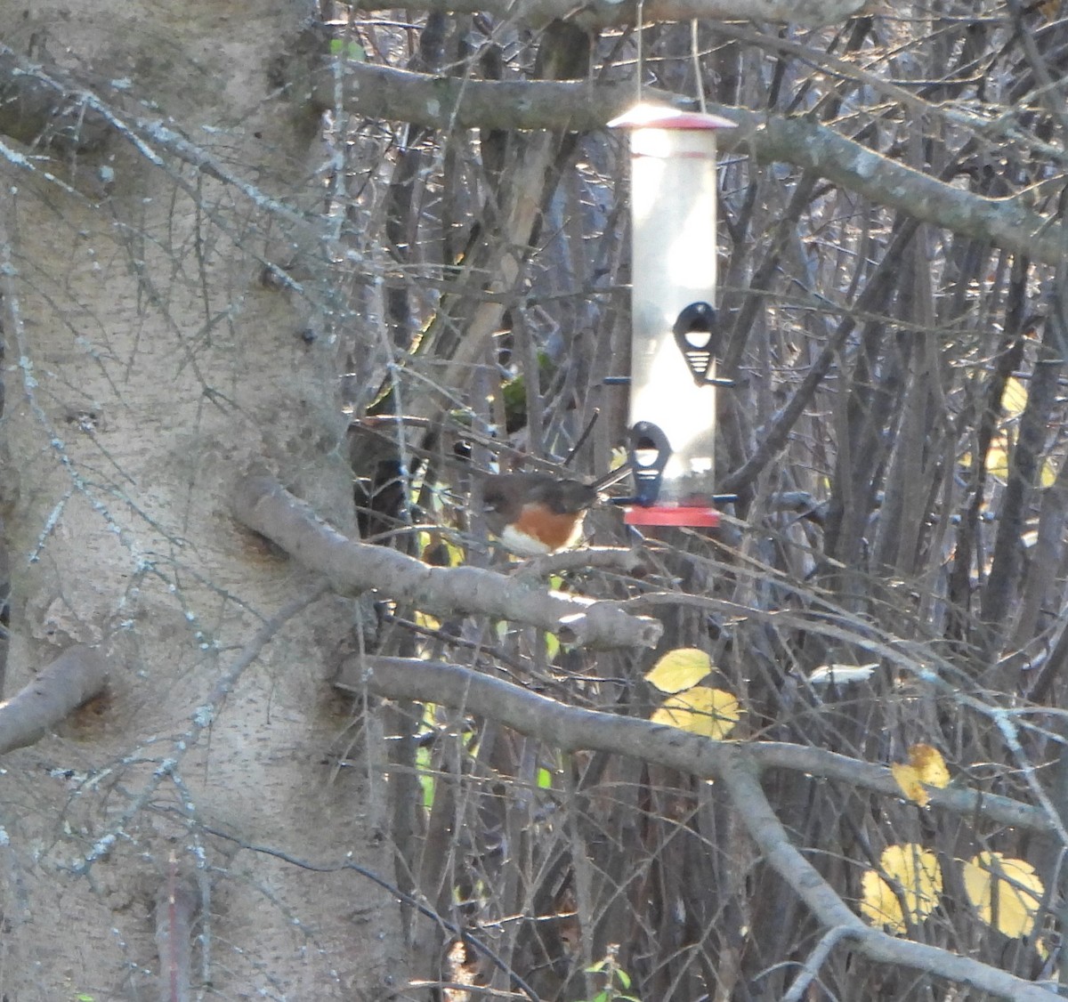 Eastern Towhee - ML494287941