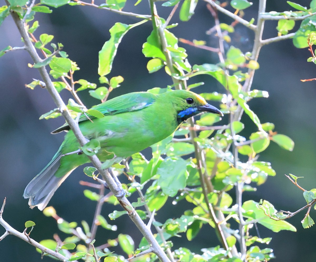 Golden-fronted Leafbird - ML494289281