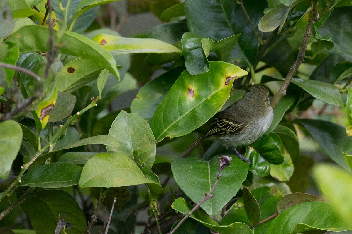 Golden-faced Tyrannulet (Golden-faced) - ML49429041