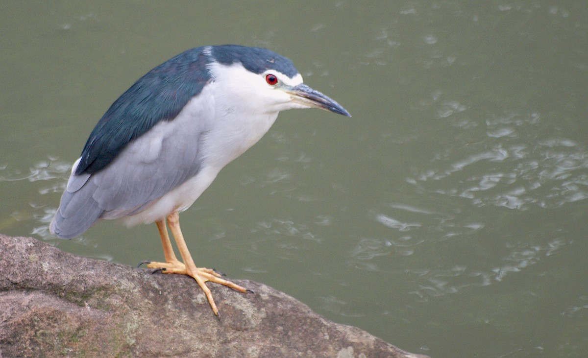 Black-crowned Night Heron - ML494291661