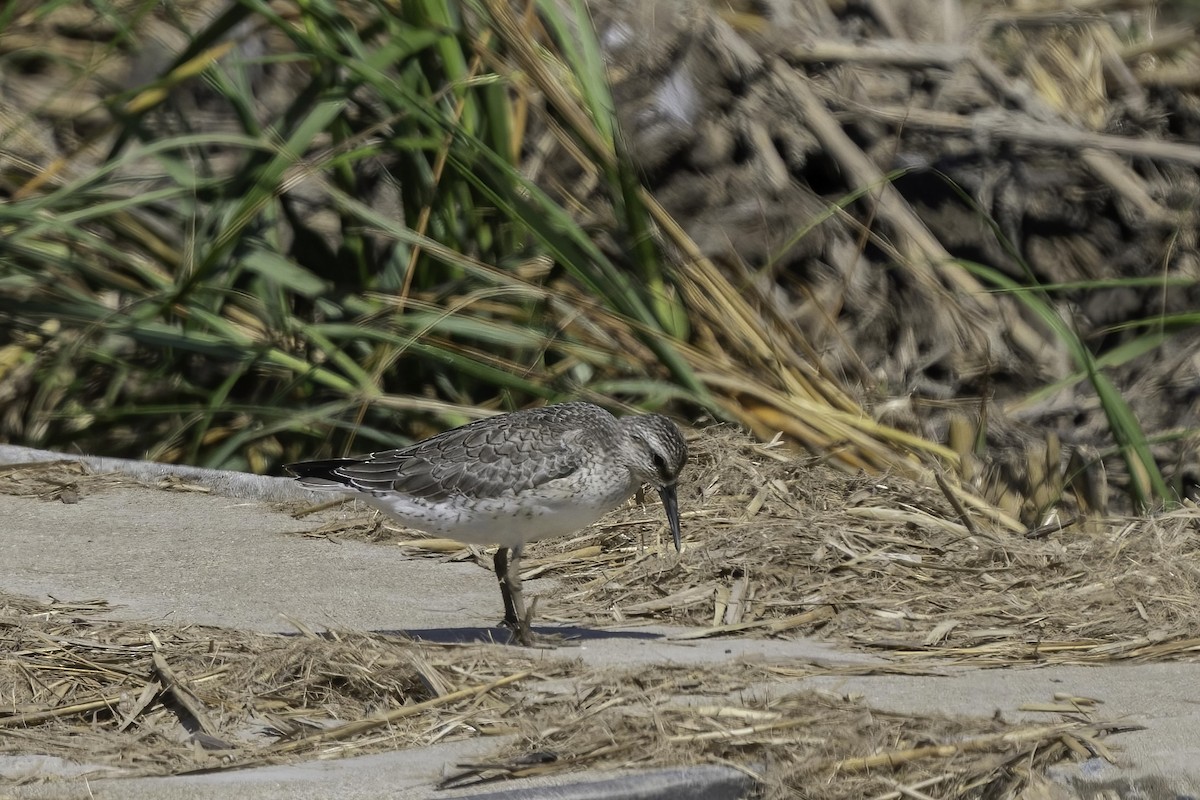 Gray-tailed Tattler - ML494291741