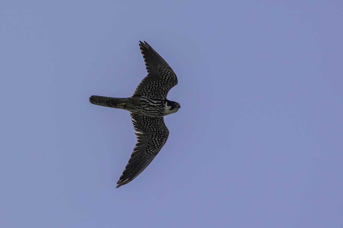 Eurasian Hobby - ML494292001