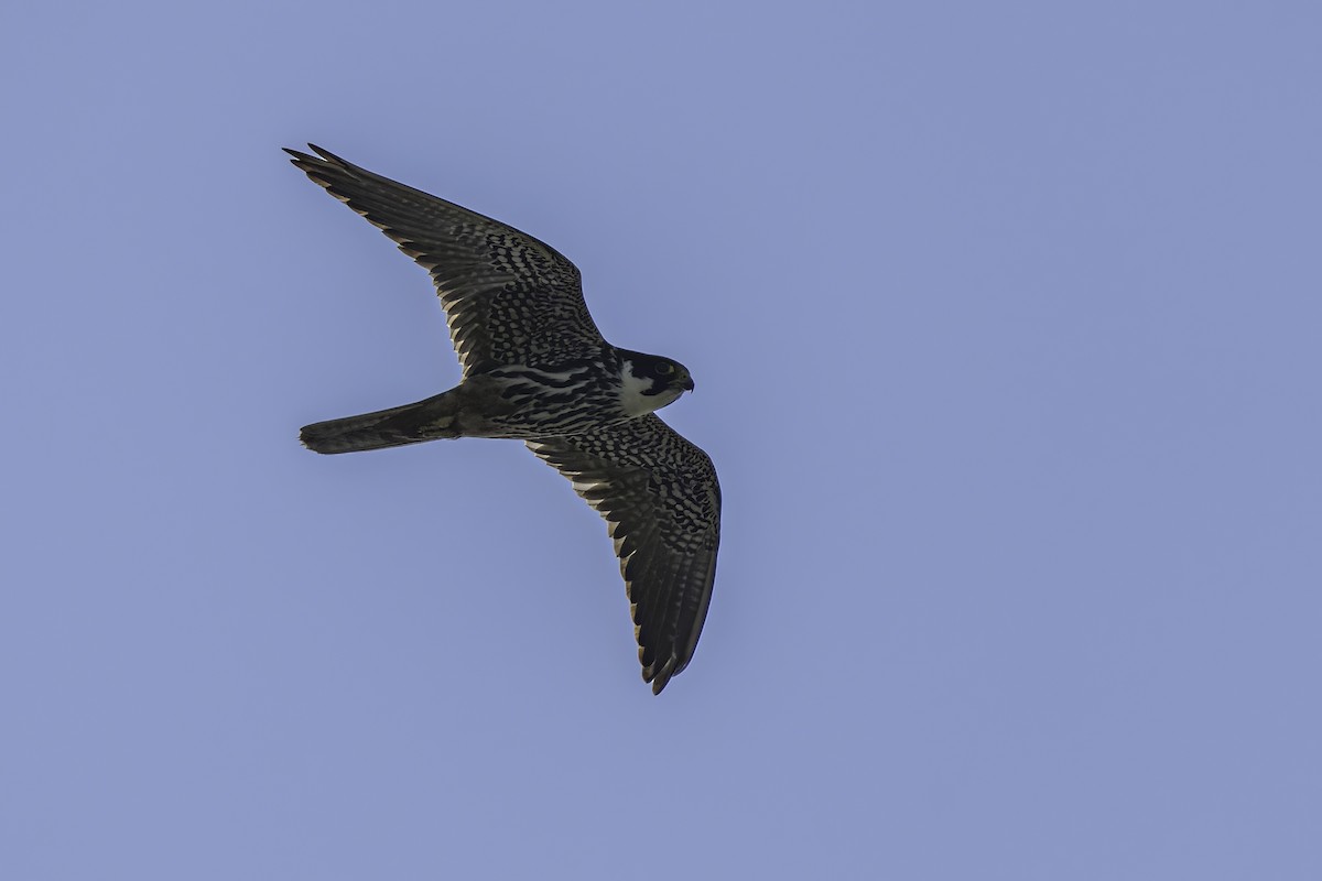 Eurasian Hobby - ML494292011