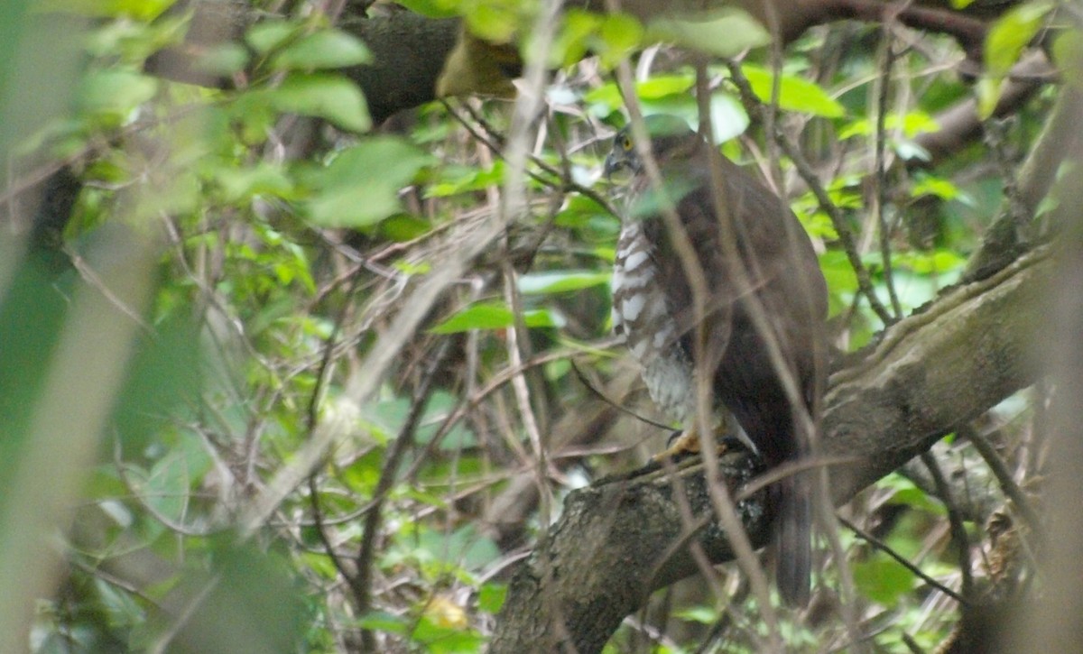 Gray-faced Buzzard - ML494292031