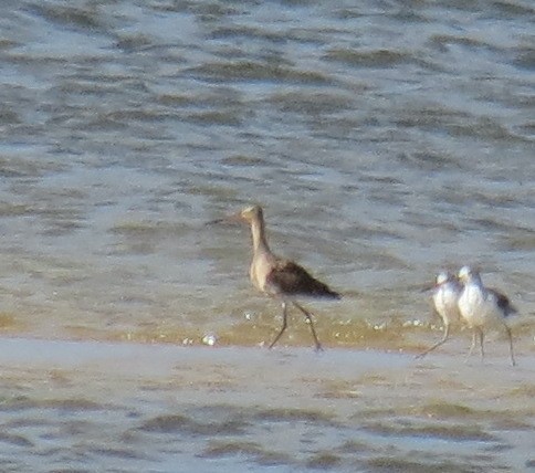 Black-tailed Godwit - ML494293641