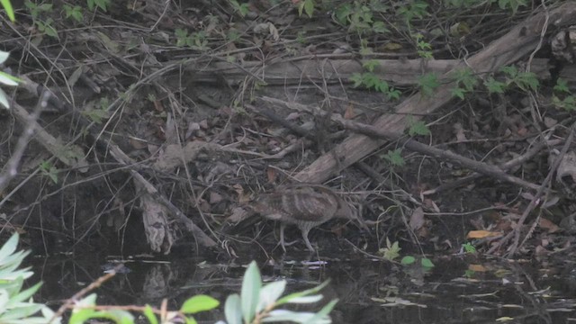 Eurasian Woodcock - ML494294881