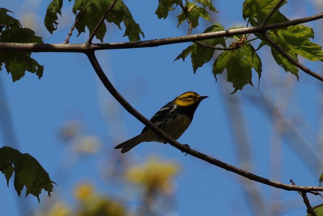 Black-throated Green Warbler - ML494295241