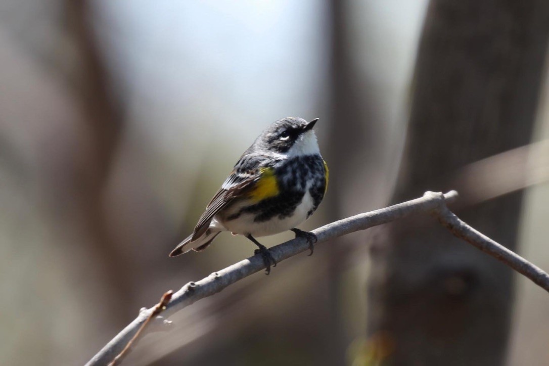 lesňáček žlutoskvrnný (ssp. coronata) - ML494295531