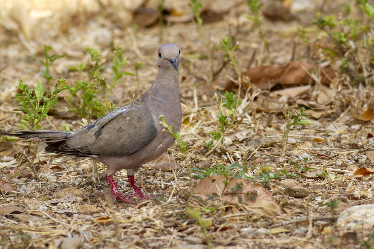 Eared Dove - ML494295621