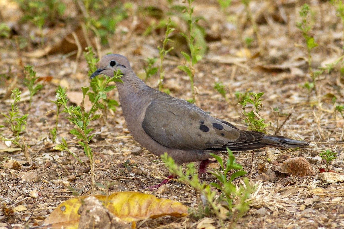 Eared Dove - ML494295631