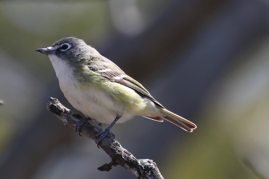 Vireo Solitario - ML494296221