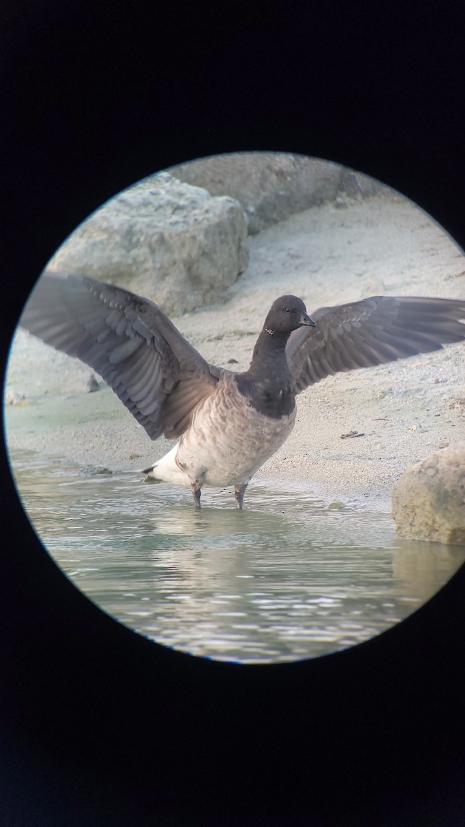 Brant - ML494296711