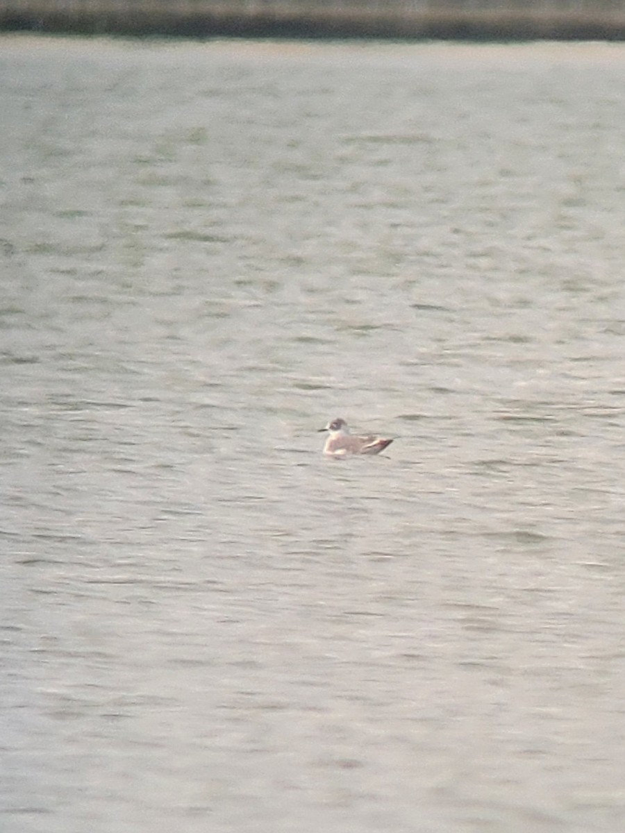 Franklin's Gull - ML494296931