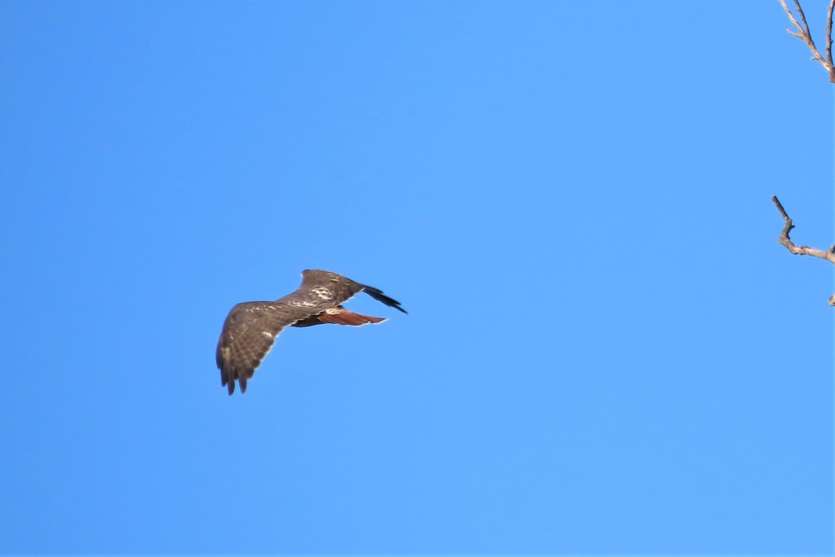 Red-tailed Hawk - ML494298141