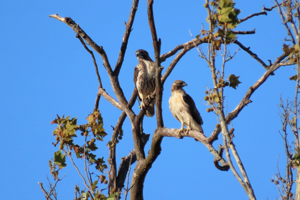 Red-tailed Hawk - ML494298151