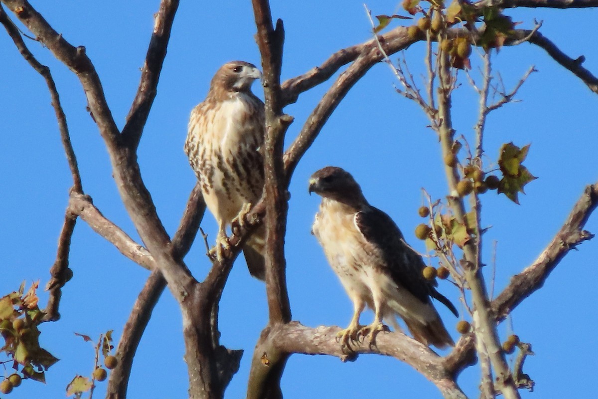 Red-tailed Hawk - ML494298161