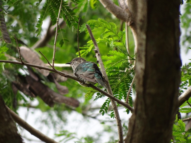 Little Bronze-Cuckoo - ML49429971