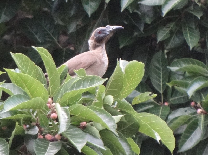 Helmeted Friarbird (New Guinea) - Catherine McFadden