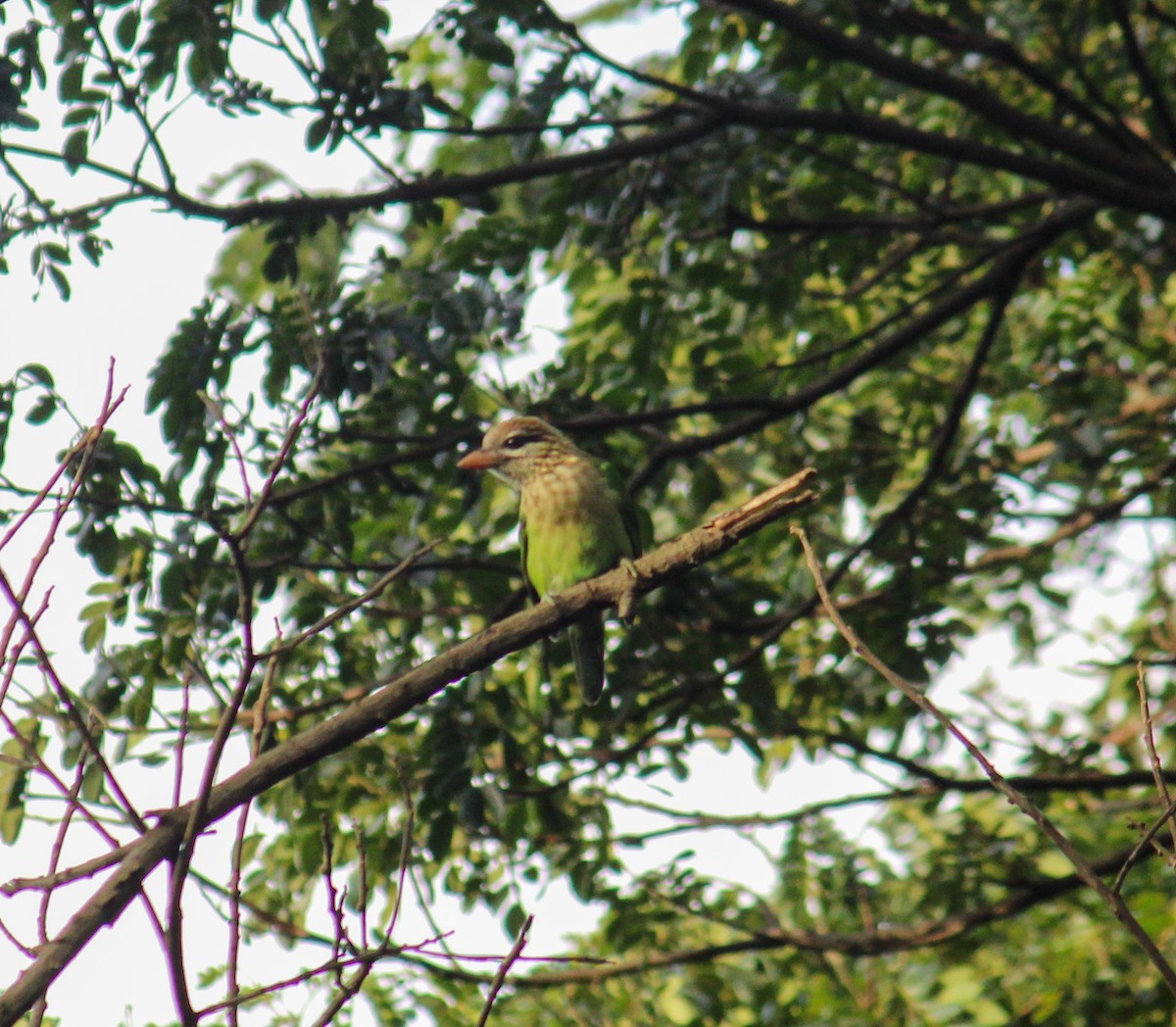 asian barbet sp. - ML494300741