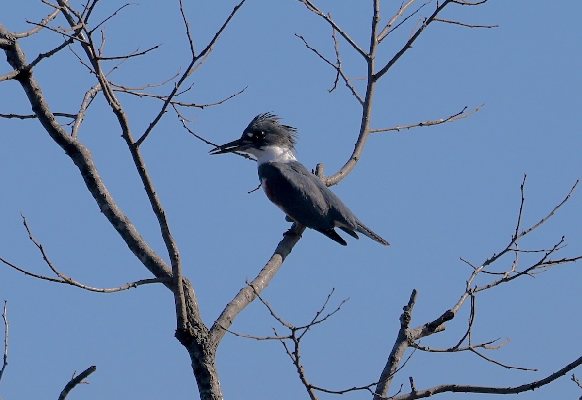 Belted Kingfisher - ML494300911