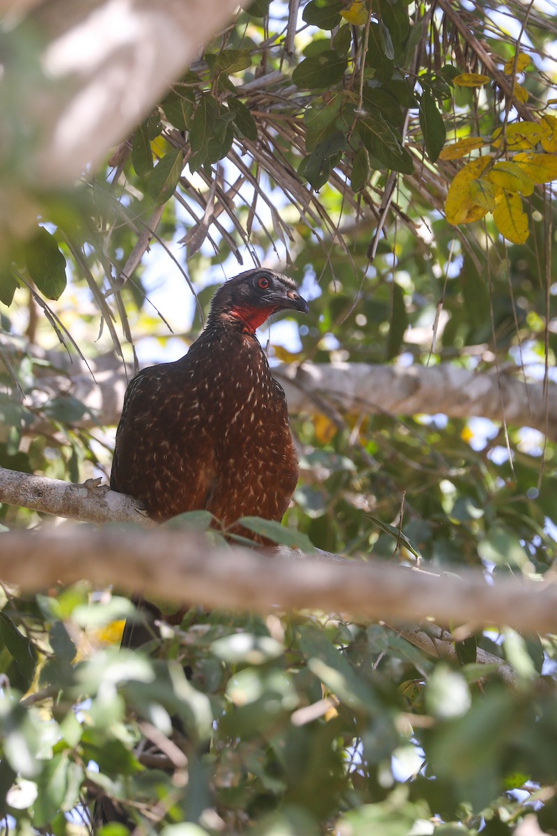 Chestnut-bellied Guan - Thomas Galewski