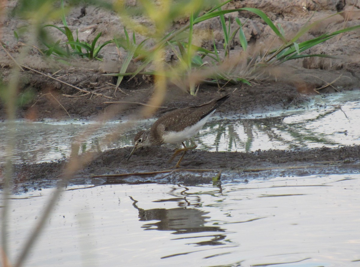 Solitary Sandpiper - Matias Almeida