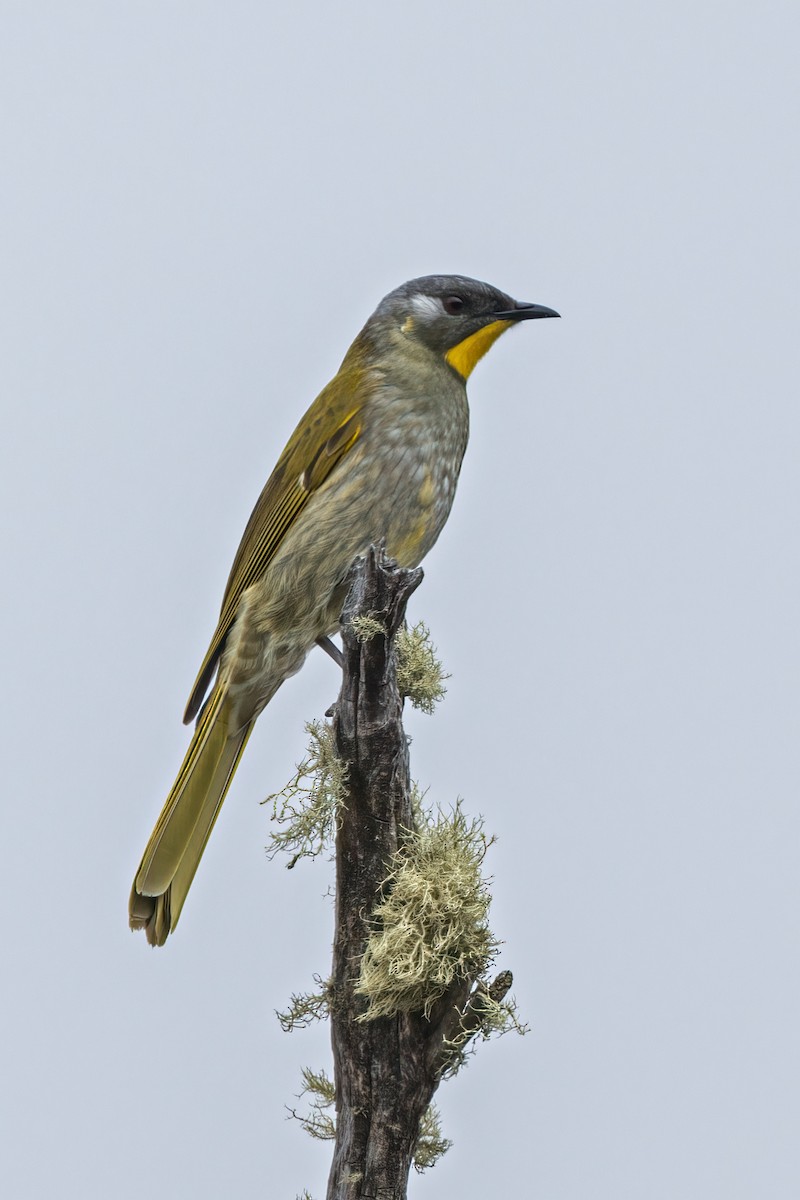 Yellow-throated Honeyeater - ML494305201