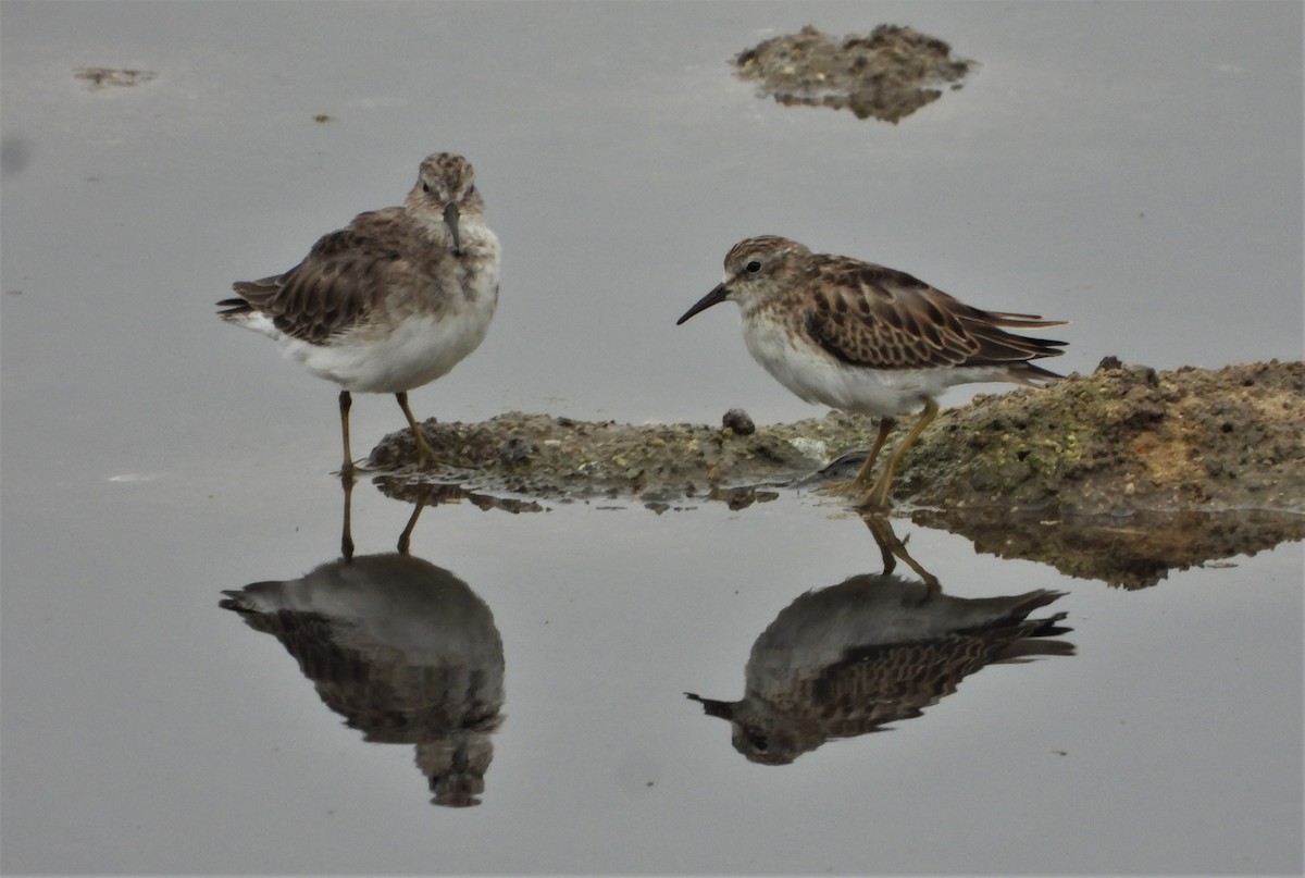 Least Sandpiper - ML494305211