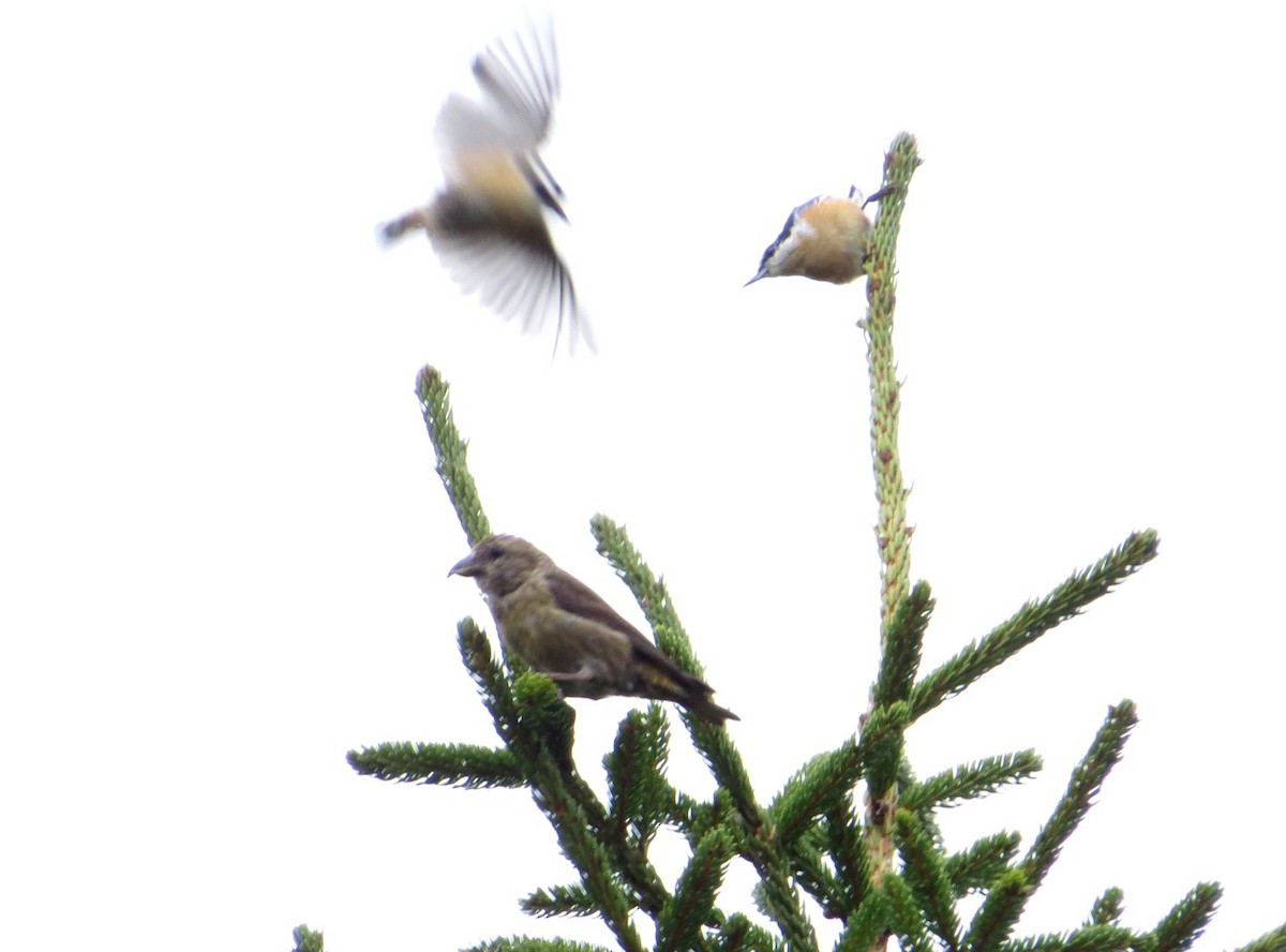 Red Crossbill - ML494305261