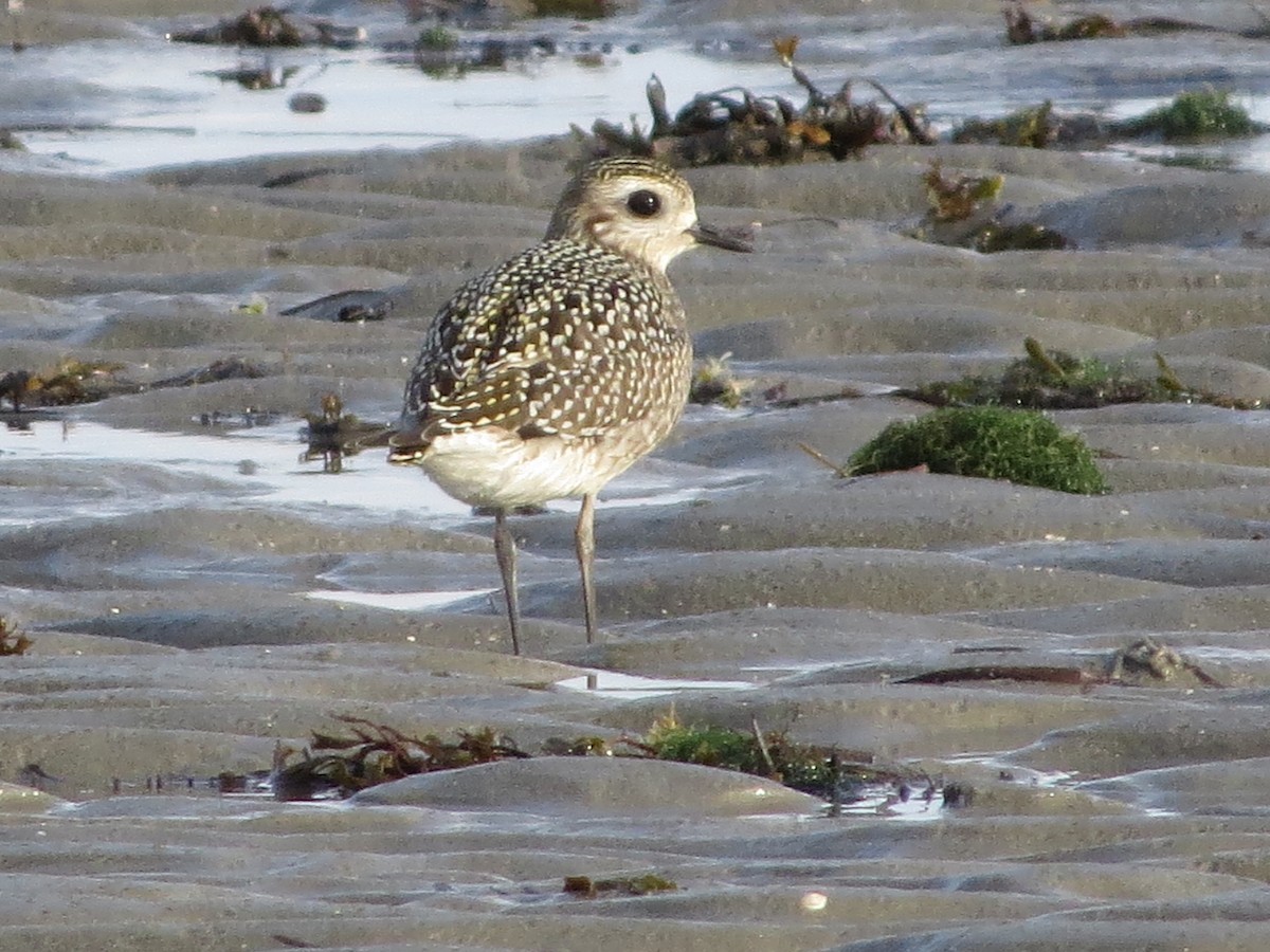 American Golden-Plover - ML494305511