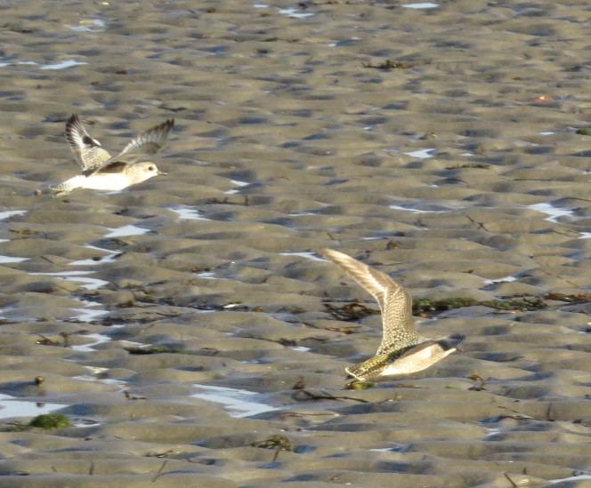 American Golden-Plover - ML494305691