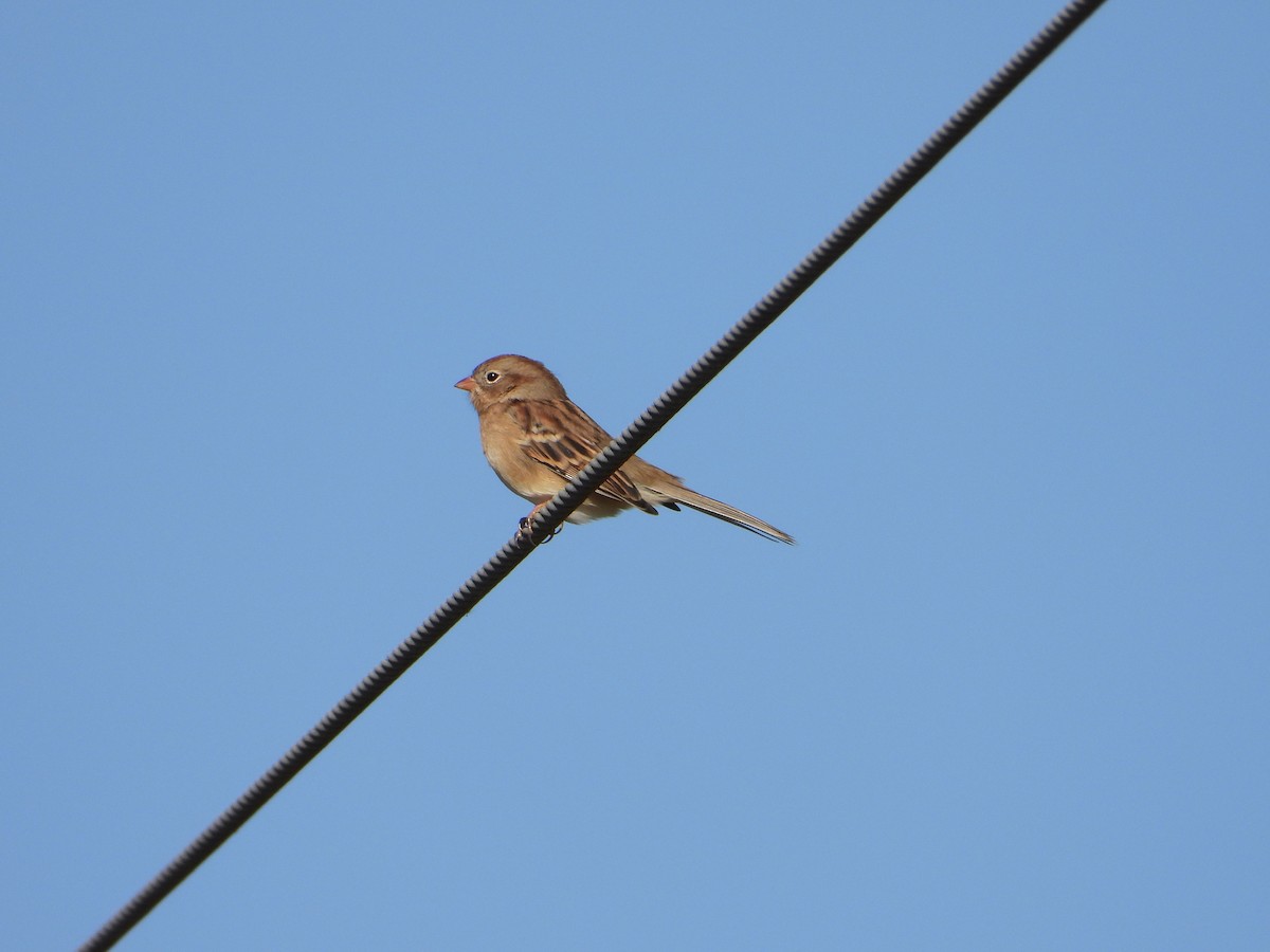 Field Sparrow - Rick Luehrs