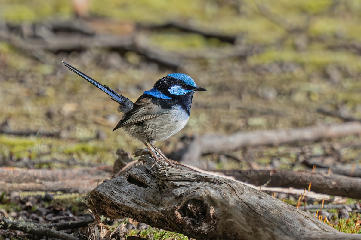 Superb Fairywren - ML494306061