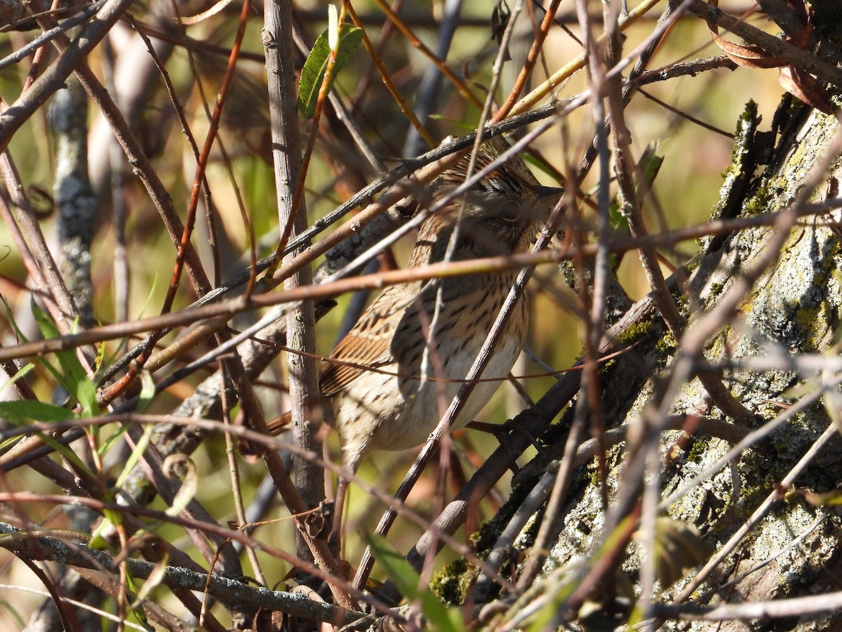 Lincoln's Sparrow - Rick Luehrs