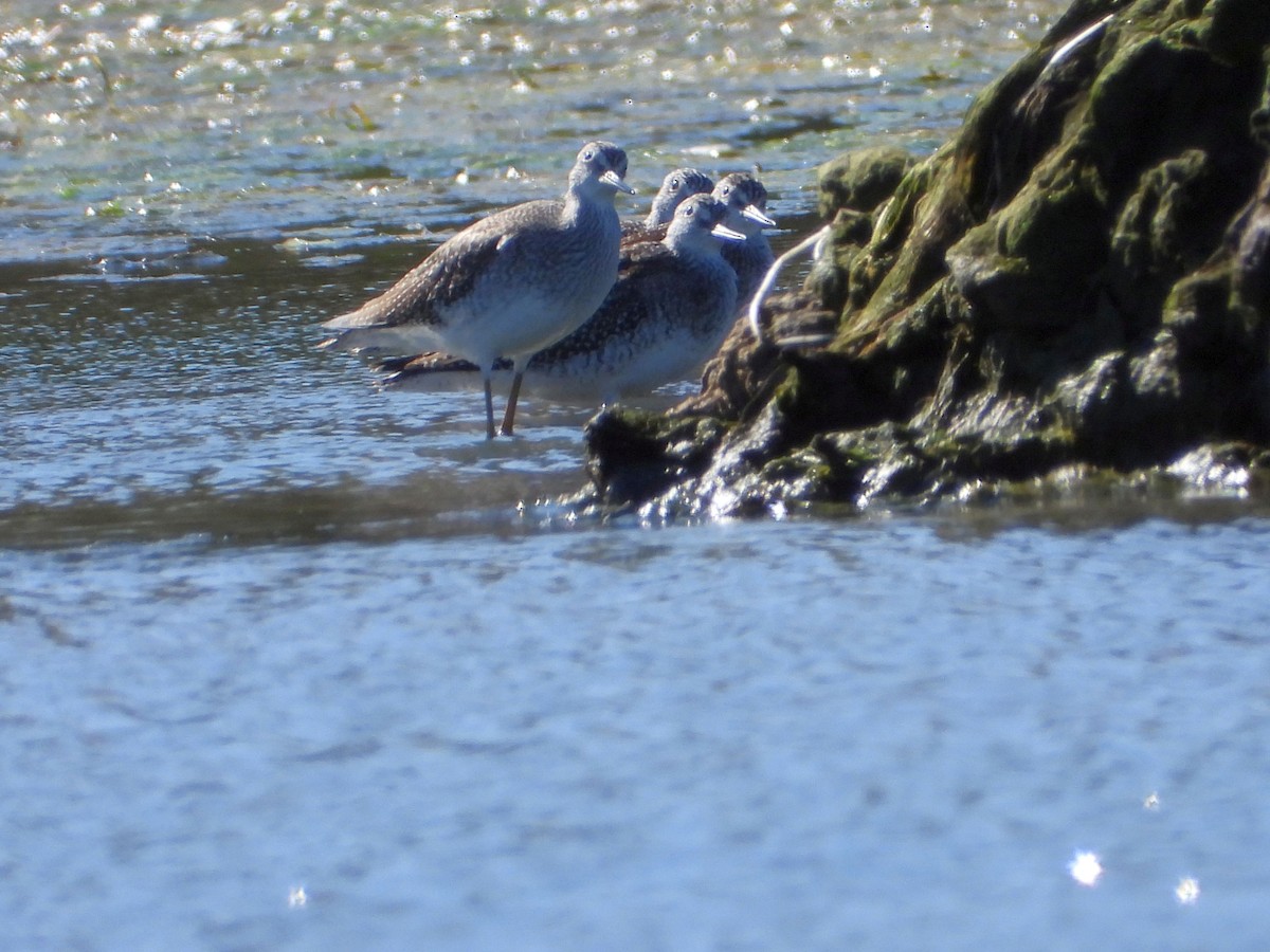 Greater Yellowlegs - ML494306531