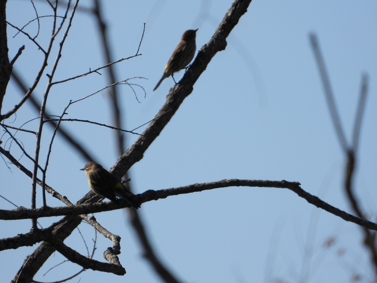 Yellow-rumped Warbler - ML494306561