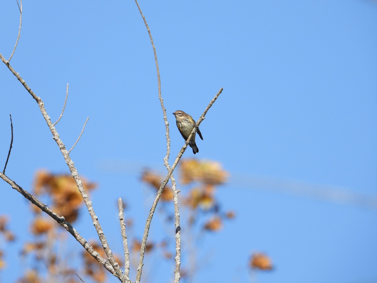 Yellow-rumped Warbler - ML494306571