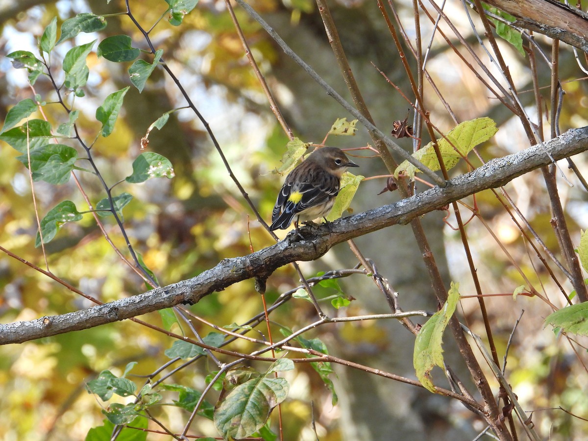 Yellow-rumped Warbler - ML494306581