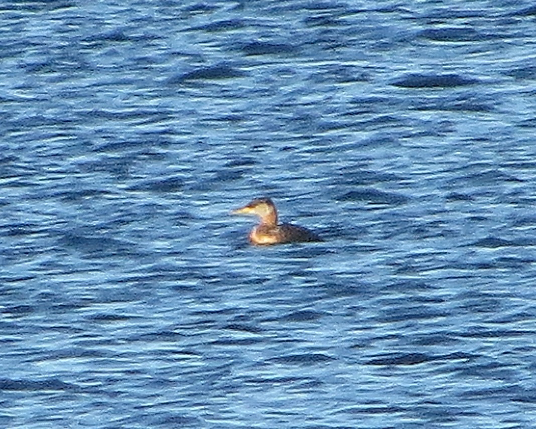 Red-necked Grebe - Douglas Richard