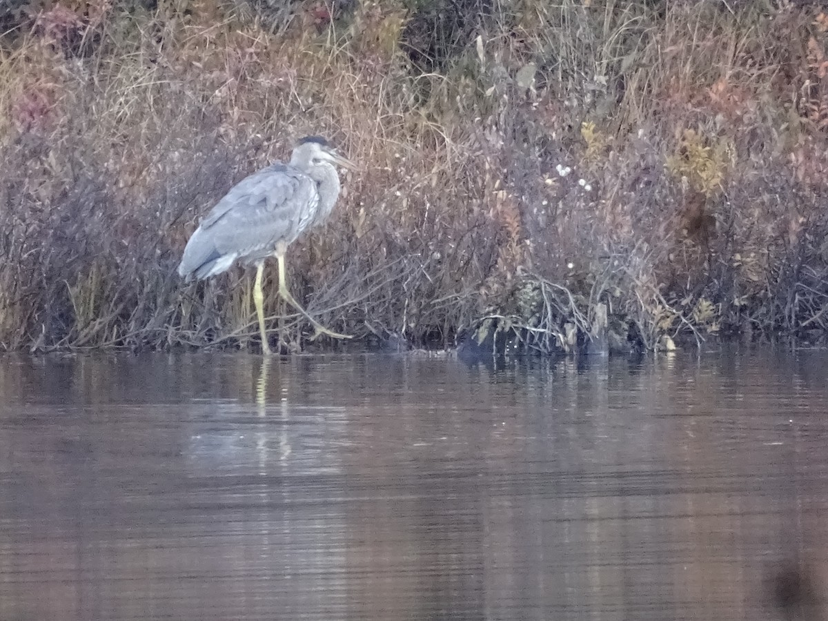 Great Blue Heron - ML494307301