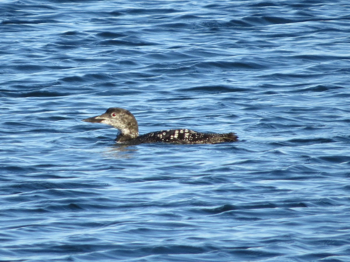 Common Loon - ML494307311